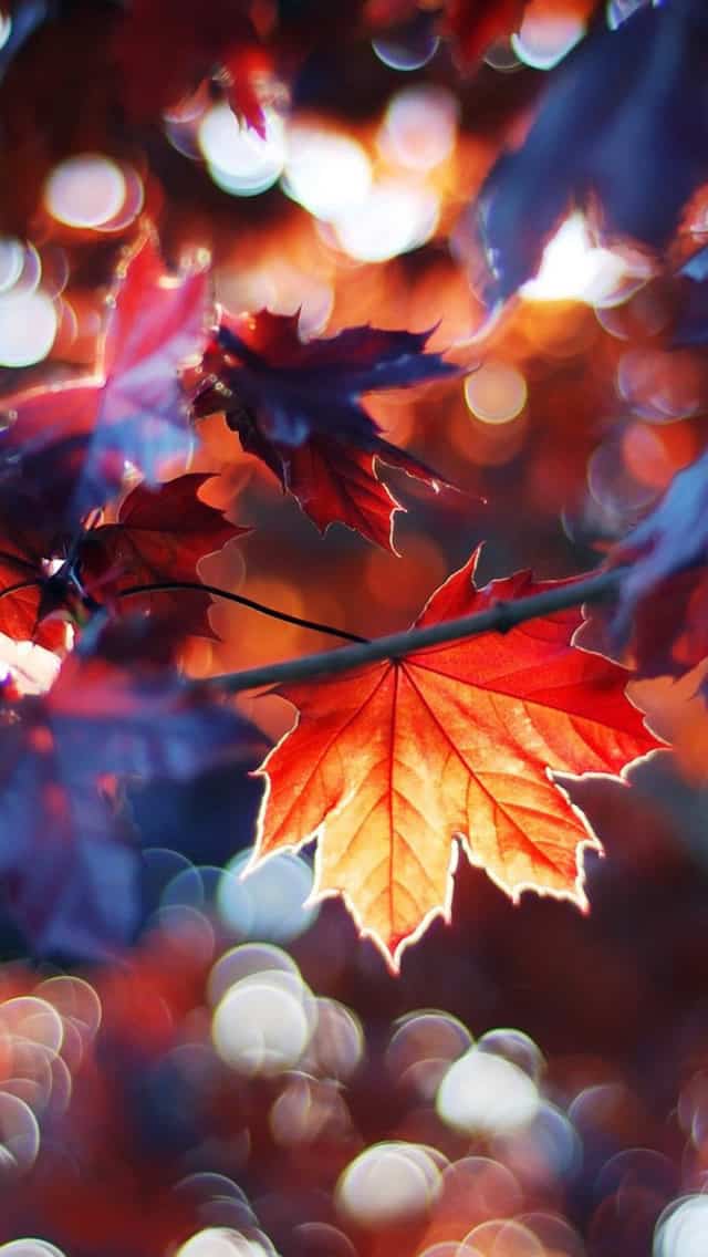Autumn Leaves iPhone 5s wallpaper