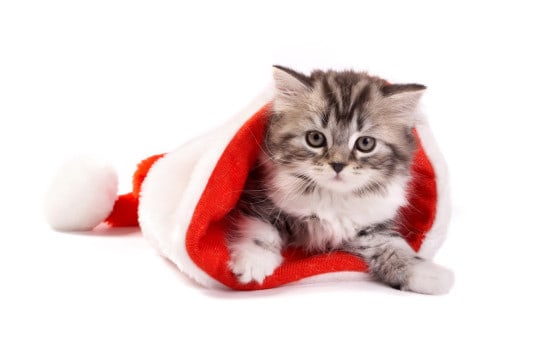 Christmas-Cat in Hat-Wallpaper