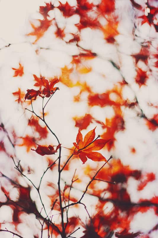 Dreamy Orange Maple Leaves In Autumn