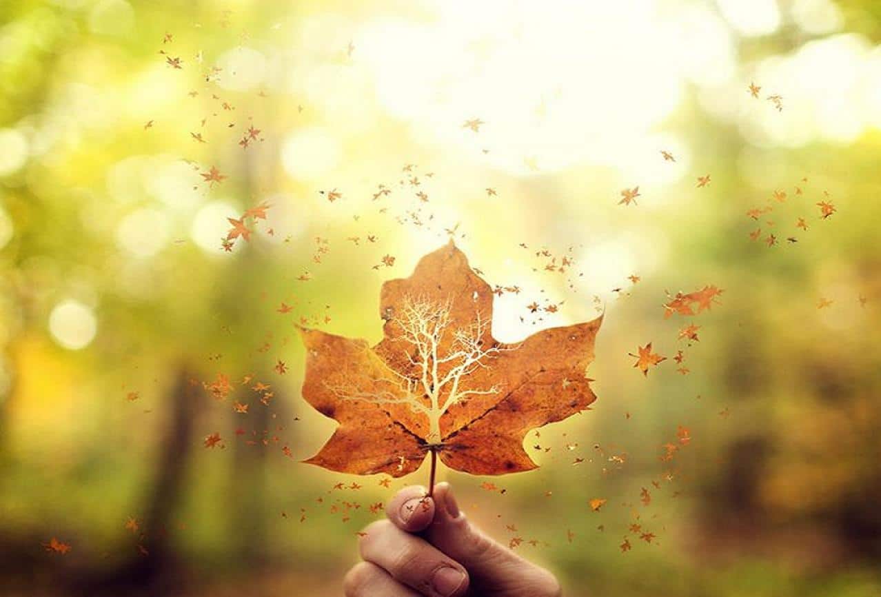 fly_away_leaves_leaf_autumn_wallpaper